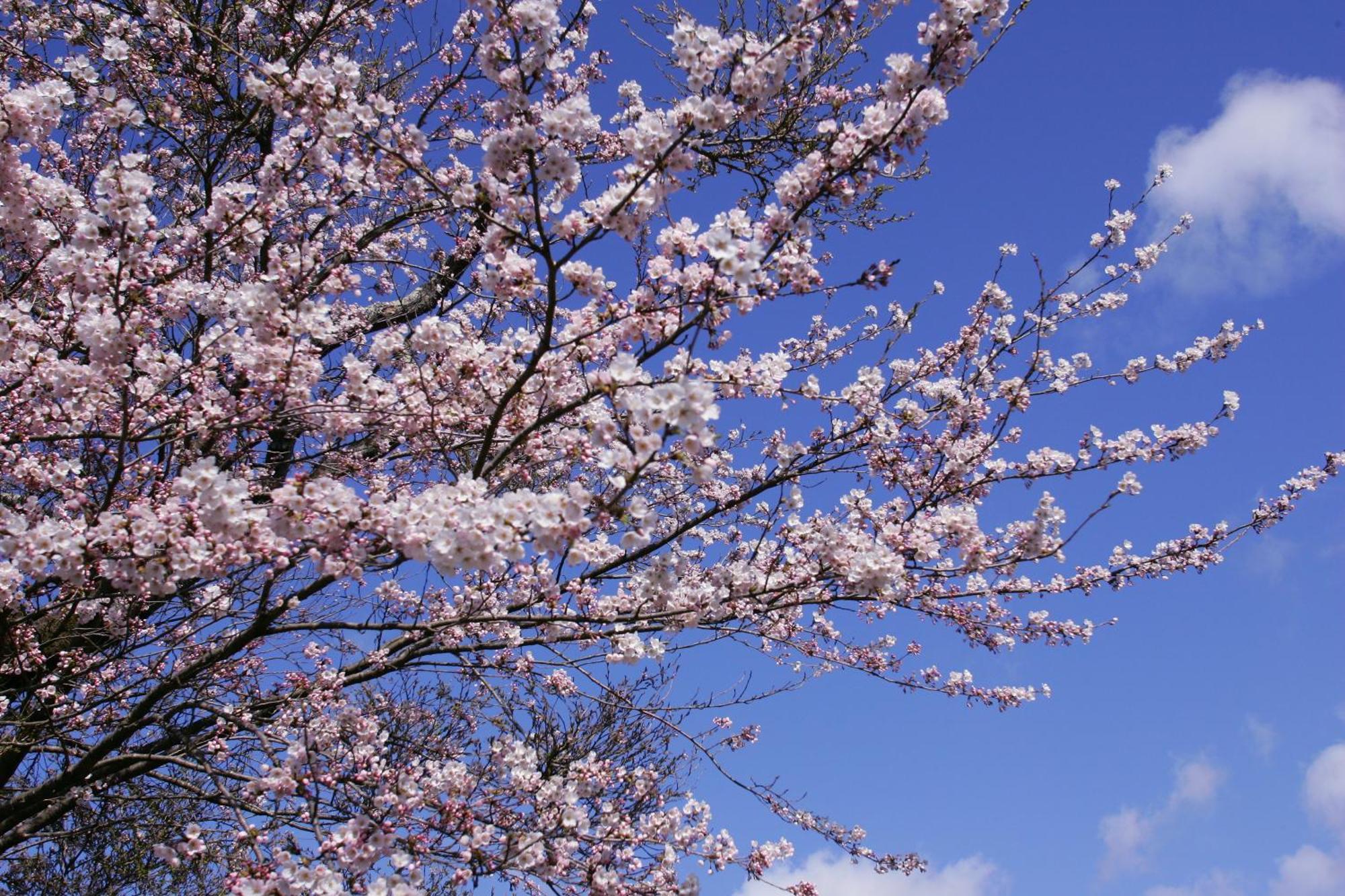 Sakan Sendai Dış mekan fotoğraf